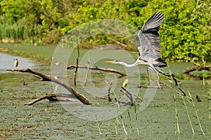 Typical landscape at swamp area of Imperial Pond Carska bara, large natural habitat for birds and other animals from Serbia. Wad photo