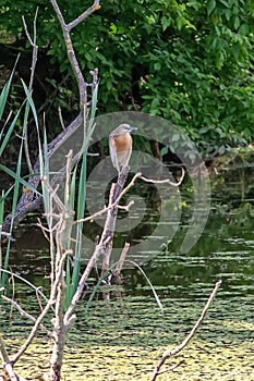 Typical landscape at swamp area of Imperial Pond Carska bara, large natural habitat for birds and other animals from Serbia. Wad