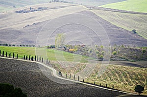 Typical landscape in the Tuscany.