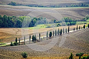 Typical landscape in the Tuscany.