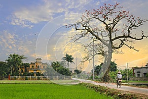 Typical landscape of Vietnam village