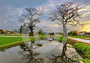 Typical landscape of Vietnam village