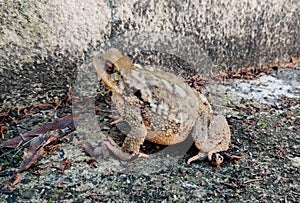 Typical large toad