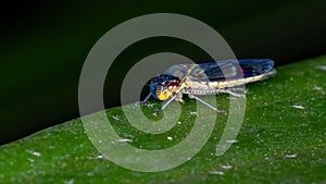 Typical Leafhopper