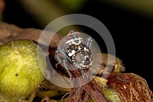 Typical Leafhopper Nymph