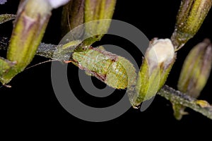 Typical Leafhopper Nymph