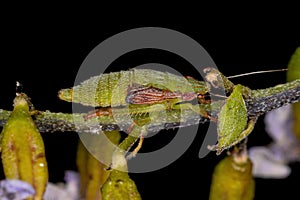 Typical Leafhopper Nymph