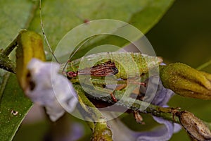 Typical Leafhopper Nymph