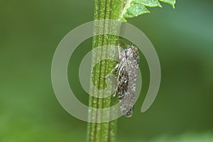 Typical Leafhopper on a stem, Allygidius Atomarius
