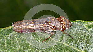 Typical Leafhopper