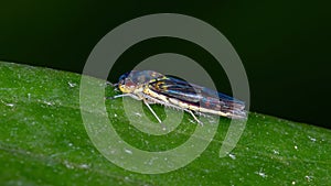 Typical Leafhopper