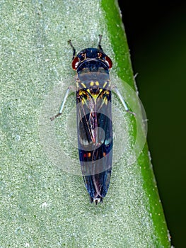 Typical Leafhopper
