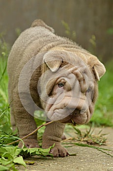 Typical lilac sharpei baby with funny face