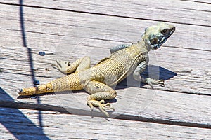 A typical lizard found at Ancient ruins of Persepolis and Necropolis historical site, Shiraz, Iran