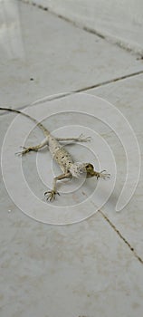 the typical lizard of West Kalimantan is not yet known the name and type, the size is around 10-12cm