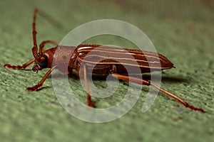 Typical Longhorn Beetle