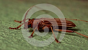 Typical Longhorn Beetle