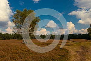 Lueneburg Heath in the autum