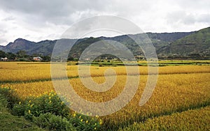 Typical Madagascar landscape at Mandraka region on overcast day, golden coloured rice fields small green forest hills in