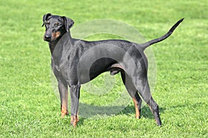 Typical Manchester Terrier in the garden