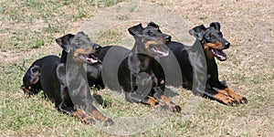 Typical Manchester Terriers on a green grass lawn