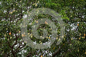 Typical mango tropical fruit , known as \