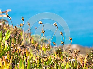 Typical Mediterranean plants