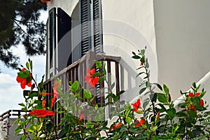 Typical Mediterranean scene with red flowers in foreground and blurred whitewashed building with shutters and pine tree branches