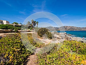 Typical Mediterranean vegetation composed of bushes and shrubs near the beaches of Sardinia, Italy