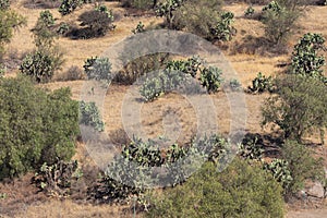 Typical mexican landscape with  cactus