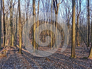 A typical middle Europe beech and oak forest