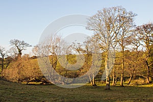 A typical midwinter landscape in the small hills and valleys of County Down Northern Ireland with soft sunlight and long shadows