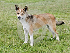 Typical Norwegian Lundehund on a green grass lawn photo