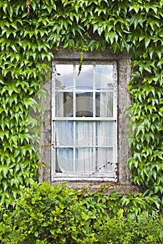 Typical old irish window with wall covered in ivy Ireland