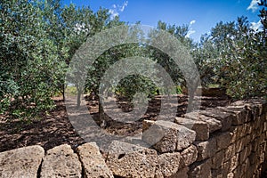 Typical olive grove on west coast of Sicily