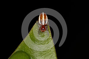 Typical Orbweaver Spider