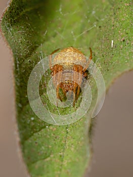 Typical Orbweaver Spider