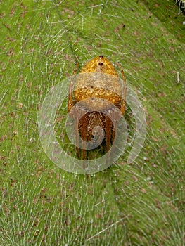 Typical Orbweaver Spider