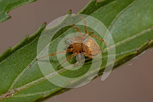 Typical Orbweaver Spider