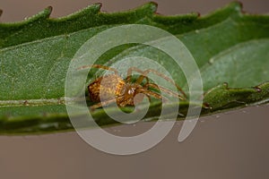 Typical Orbweaver Spider
