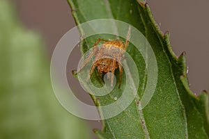 Typical Orbweaver Spider