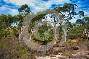Typical outback vegetation in Badgingarra National Park, Western Australia