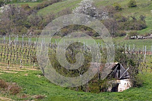 A typical part of the cultural landscape of Weinviertel with an old vine cellar in springtime