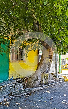 Typical pedestrian street cityscape wall paintings Playa del Carmen Mexico photo