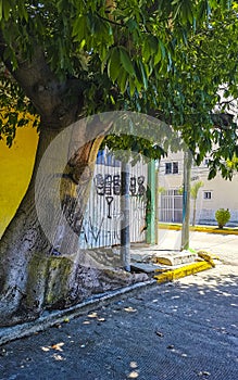 Typical pedestrian street cityscape wall paintings Playa del Carmen Mexico photo