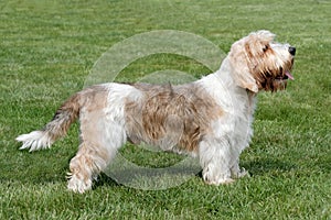 Typical Petit Basset Griffon Vendeen in the garden