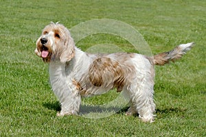 Typical Petit Basset Griffon Vendeen in the garden