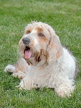 Typical Petit Basset Griffon Vendeen in the garden