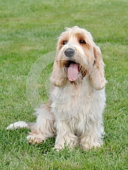 Typical Petit Basset Griffon Vendeen in the garden photo