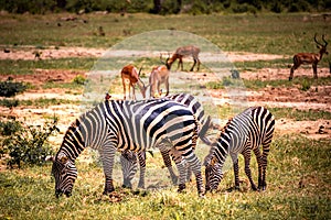 A typical picture on Sadfari through the different safari and national parks in Kenya Africa. Wildlife in the savanna.